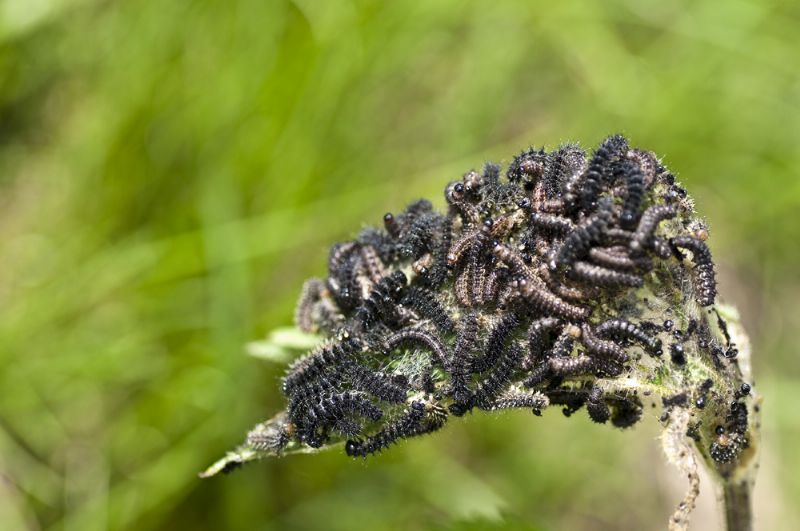 Bruchi nymphalidae su ortica